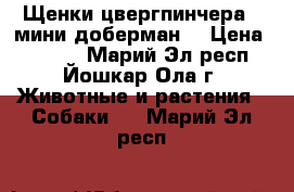 Щенки цвергпинчера ( мини доберман) › Цена ­ 5 000 - Марий Эл респ., Йошкар-Ола г. Животные и растения » Собаки   . Марий Эл респ.